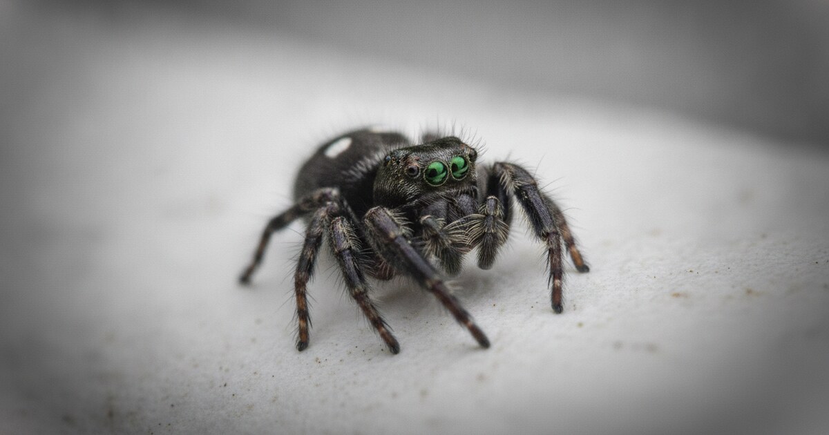 Bold jumping spider with three white spots on black abdomen
