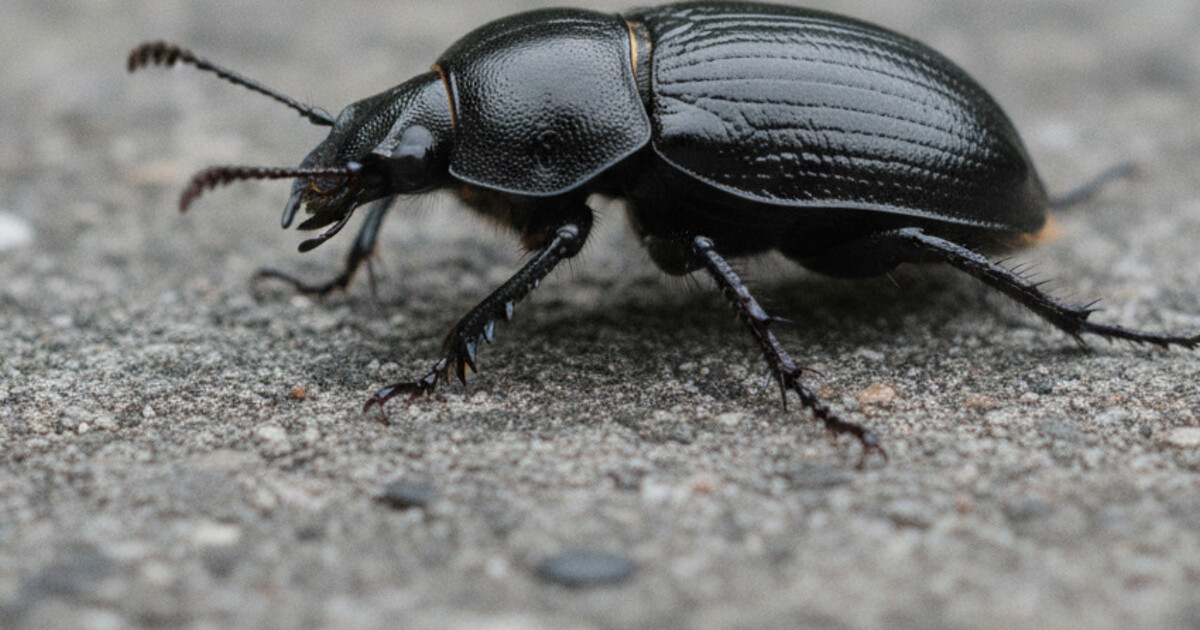 A large dark ground beetle on concrete, commonly mistaken for a cockroach