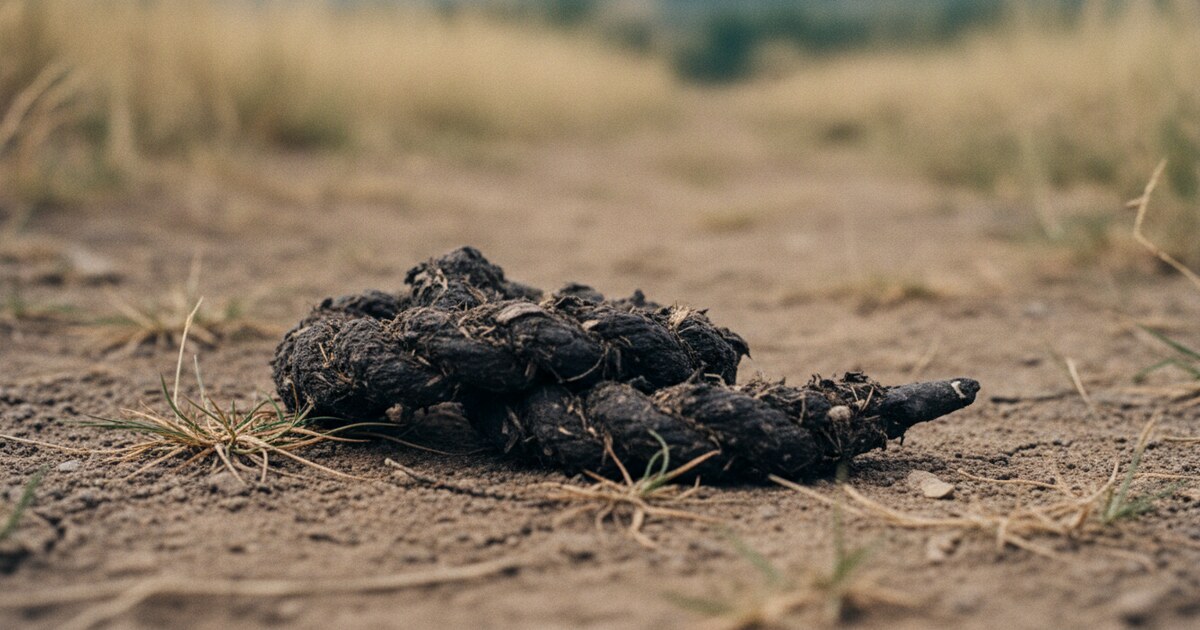 Dark twisted coyote scat on a hiking trail with visible fur and tapered end