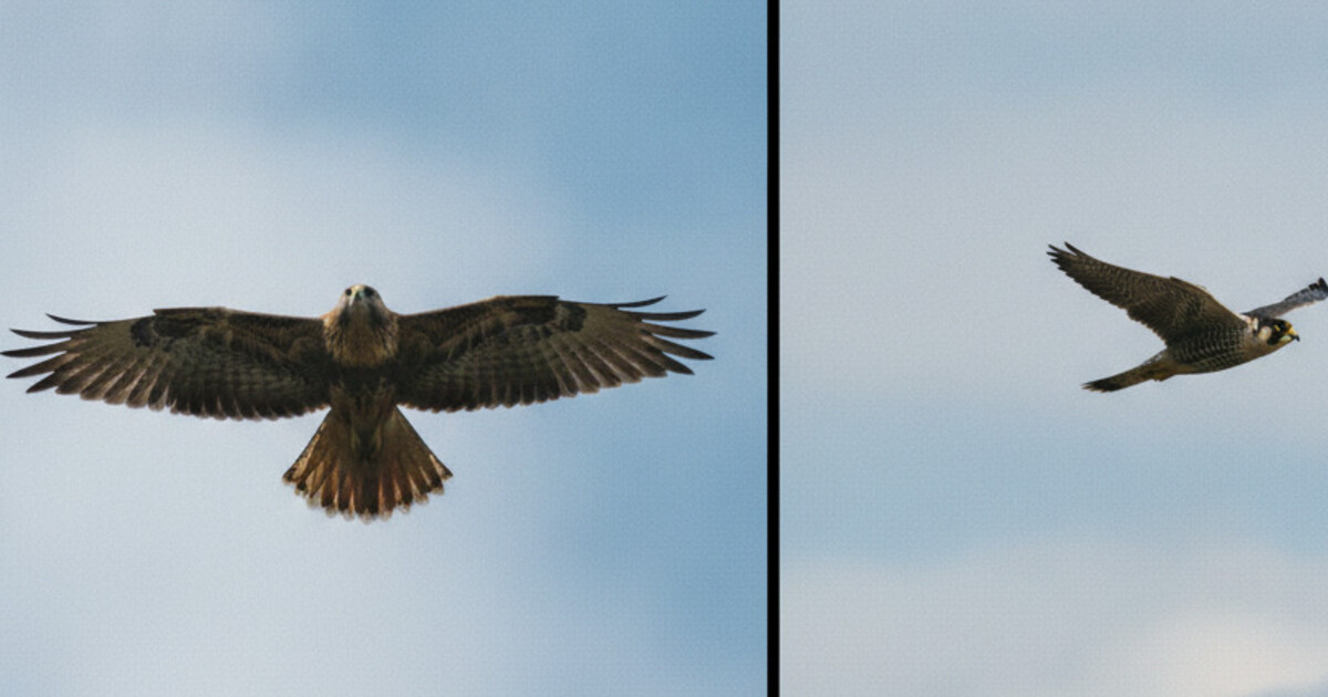 Side-by-side comparison of a Red-tailed Hawk and Peregrine Falcon in flight, showing the broad rounded wings of the hawk versus the narrow pointed wings of the falcon