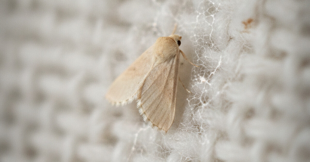 A small pale buff-colored webbing clothes moth resting on white wool fabric with silky webbing visible on the surface