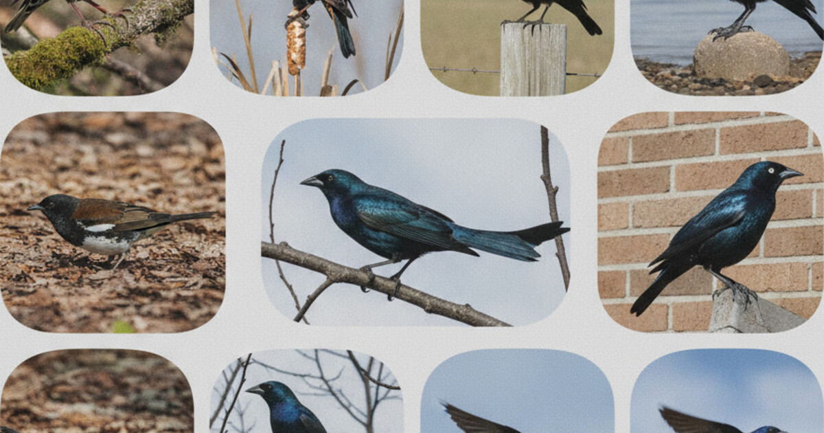Collage of 10 small black birds found in North America, including European Starling, Red-winged Blackbird, and Common Grackle