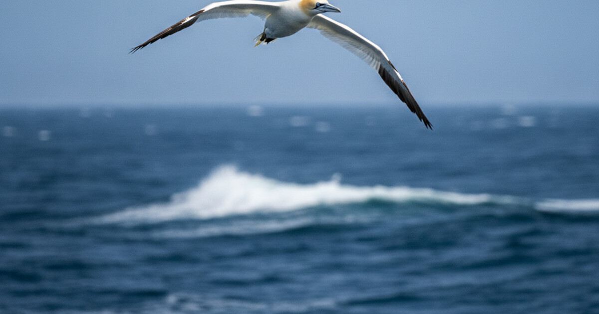 A Northern Gannet in flight showing its white body and solid black wing tips against a clear sky